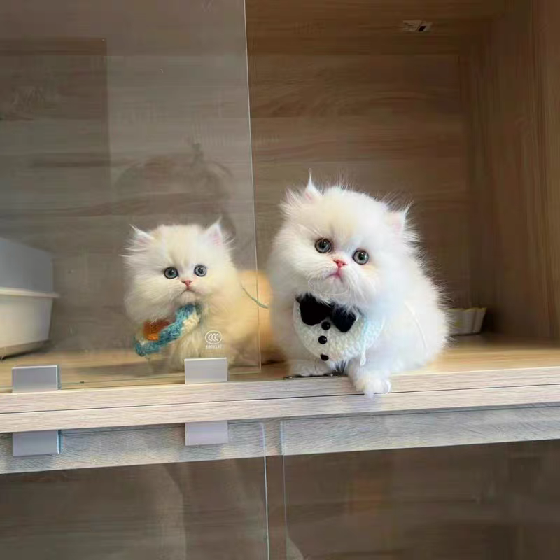 猫舍直销批发价格出售米努特矮脚猫